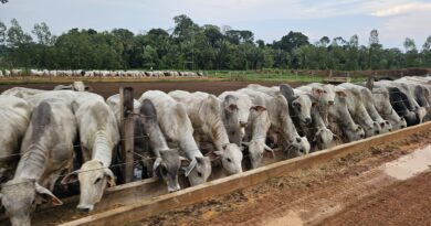 Decreto amplia liberdade de mercado para pecuaristas de Rondônia