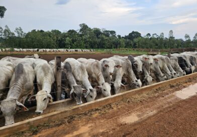 Decreto amplia liberdade de mercado para pecuaristas de Rondônia