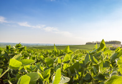 Caminhos para cadeias de soja livres de desmatamento ganham destaque em debate em Brasília
