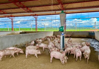 Granja mineira é a primeira do país a atender certificação de bem-estar animal de alto nível técnico na suinocultura