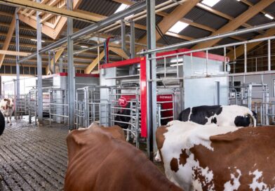 Brasil lidera ranking global de produção de leite por vaca com uso de tecnologia