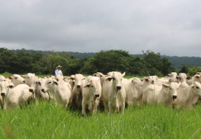 Uso de inteligência artificial pode impulsionar produtividade da pecuária brasileira