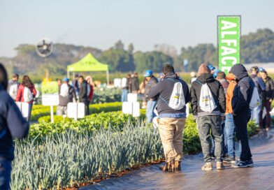 Open Field Day completa 20 anos como vitrine de inovação em horticultura