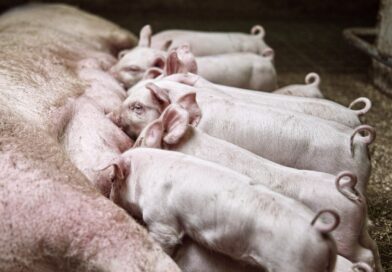 Peso ao desmame dita a nova rentabilidade da suinocultura