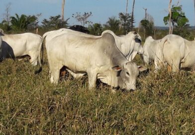 Transição águas-seca exige planejamento e suplementação nutricional para o gado