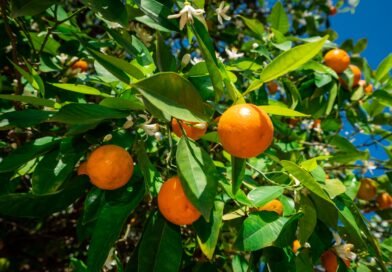 Manejo específico focado na redução de perdas por estresse hídrico na citricultura é destaque durante a Expocitros 2026