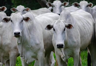 Rastreabilidade amplia competitividade da pecuária brasileira e fortalece posicionamento do produtor no mercado