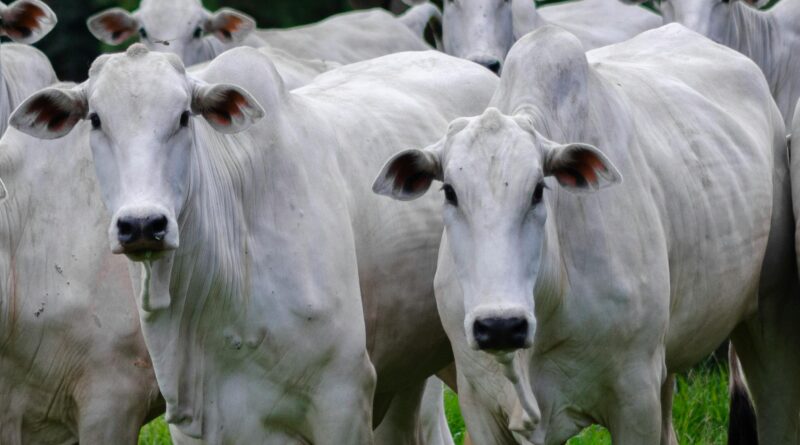 Rastreabilidade amplia competitividade da pecuária brasileira e fortalece posicionamento do produtor no mercado