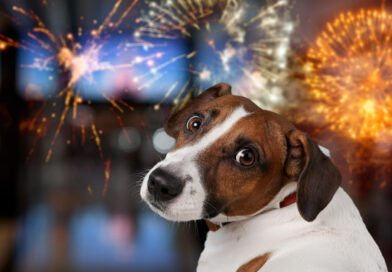 Barulho de fogos e festividades podem agravar doenças crônicas e causar acidentes com pets