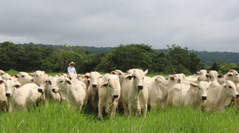 ARTIGO | Bem-estar animal ganha protagonismo no acesso a novos mercados