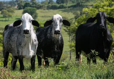 Biogénesis Bagó destaca tecnologias para silagem, sanidade e desempenho leiteiro na Megaleite 2026