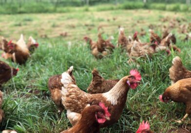 Galinhas livres de gaiolas e foco em biossegurança garantem produção de ovos bem-sucedida