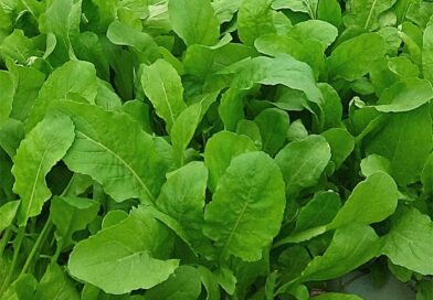 Topseed lança variedade de rúcula na 31ª edição da Hortitec