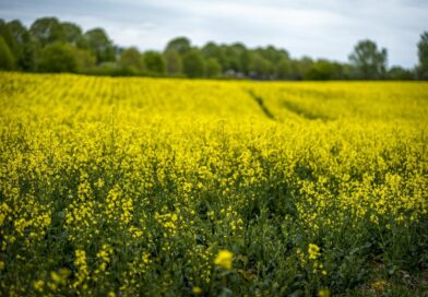 Culturas alternativas de inverno, como canola e carinata, ganham força para proteger a rentabilidade no Sul
