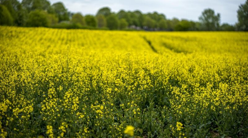 Culturas alternativas de inverno, como canola e carinata, ganham força para proteger a rentabilidade no Sul