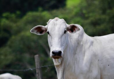 Contenção bovina adequada aumenta segurança, bem-estar e eficiência na pecuária