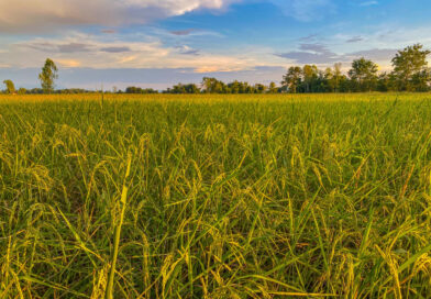 El Niño acende alerta para a cultura do arroz no Brasil