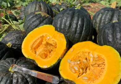 Na produção de cabotiá, florada não é sinônimo de colheita