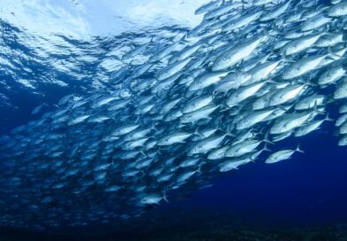 Aquicultura sustentável avança no Chile e fortalece demanda por insumos certificados na cadeia do salmão