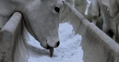 Connan apresentará inovações para pecuária de cria durante o BeefDay 2026