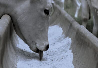 Connan apresentará inovações para pecuária de cria durante o BeefDay 2026