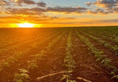 El Niño reforça importância da correção e construção do perfil do solo para reduzir riscos na próxima safra