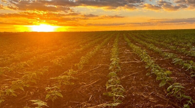 El Niño reforça importância da correção e construção do perfil do solo para reduzir riscos na próxima safra