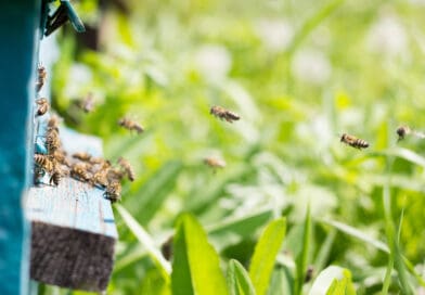 Curso gratuito destaca boas práticas para conciliar agricultura e preservação das abelhas