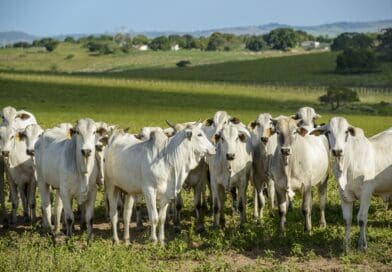 Expansão da pecuária brasileira exige rastreabilidade no centro da agenda setorial