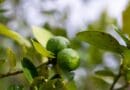 Greening ameaça oferta de limão e exige atenção redobrada aos pomares