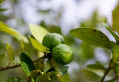 Greening ameaça oferta de limão e exige atenção redobrada aos pomares