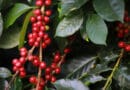 El Niño pode antecipar florada e aumentar pressão fitossanitária na safra 2027 do café brasileiro