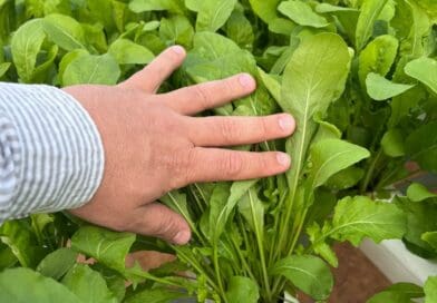 Ciclo mais rápido da rúcula favorece planejamento e rentabilidade do produtor