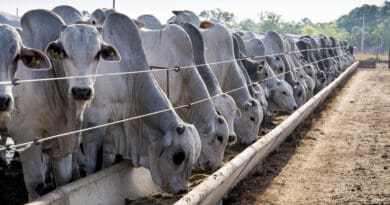 Boitel une previsibilidade financeira e ganho de eficiência para produtores
