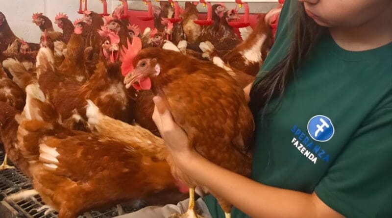 Bem-estar animal e valorização da equipe alavancam excelência na Fazenda Speranza