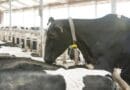 Monitoramento do comportamento ajuda a identificar vacas com maior chance de prenhez