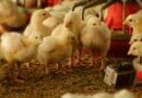 Nutrição nas primeiras fases da matriz pesada define desempenho reprodutivo na avicultura