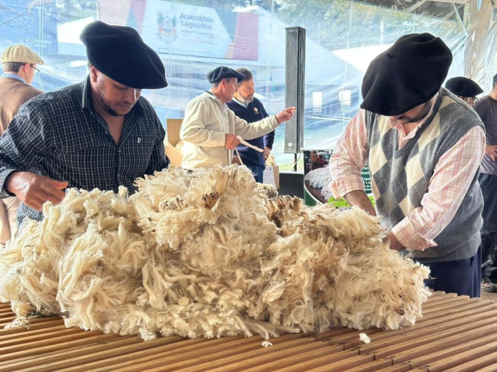 Criadores e jurados avaliando e manuseando velos de lã da raça Ideal durante concurso na Expointer.