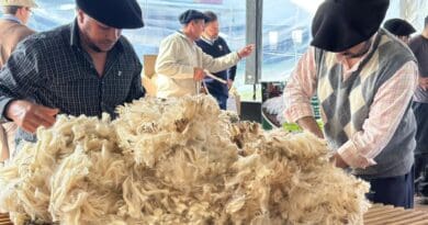Criadores e jurados avaliando e manuseando velos de lã da raça Ideal durante concurso na Expointer.