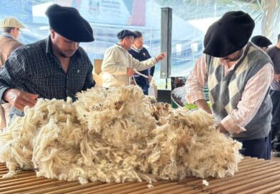 Criadores e jurados avaliando e manuseando velos de lã da raça Ideal durante concurso na Expointer.