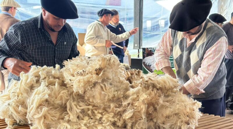 Criadores e jurados avaliando e manuseando velos de lã da raça Ideal durante concurso na Expointer.