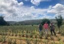Uso de silicato na correção do solo alcança mais de 60 culturas em Minas Gerais