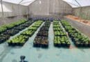 Pesquisa brasileira iniciada nos anos 1990 abriu caminho para uso agrícola de silicatos