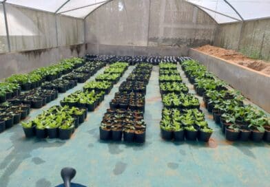 Pesquisa brasileira iniciada nos anos 1990 abriu caminho para uso agrícola de silicatos