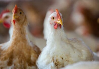 Manejo de matrizes e controle de contaminação orientam ganhos de produtividade na avicultura