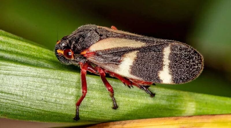 Cigarrinhas ameaçam produtividade de canaviais e pastagens e ampliam necessidade de manejo no campo