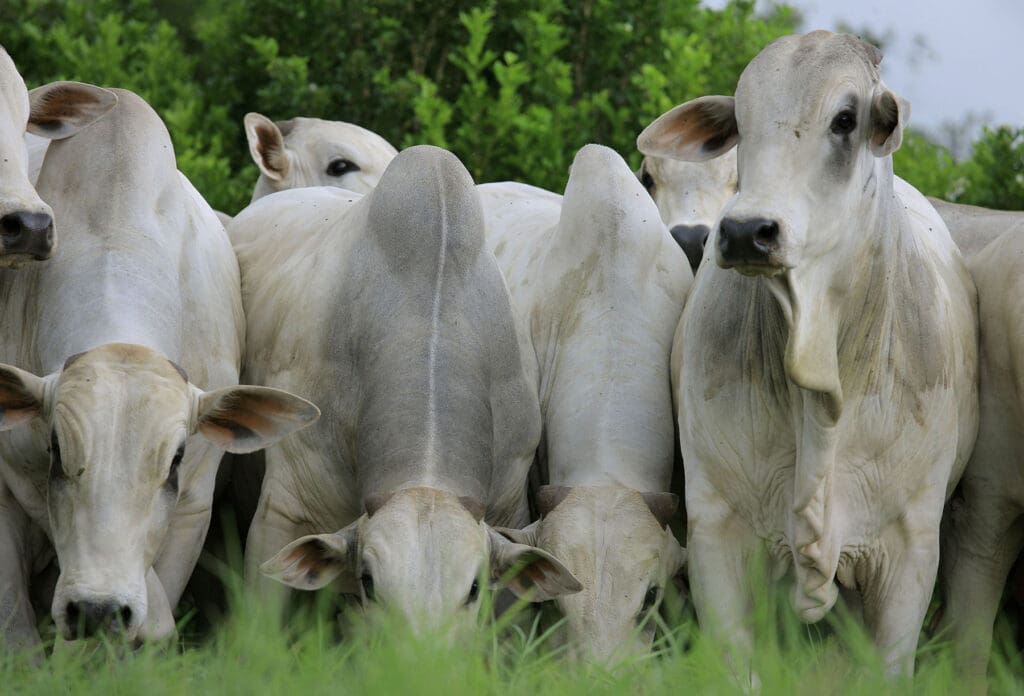 Um grupo de bois e vacas da raça Nelore, com pelagem branca e cupim pronunciado, em close.