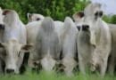 Um grupo de bois e vacas da raça Nelore, com pelagem branca e cupim pronunciado, em close.