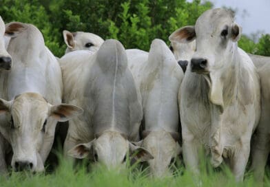 Um grupo de bois e vacas da raça Nelore, com pelagem branca e cupim pronunciado, em close.