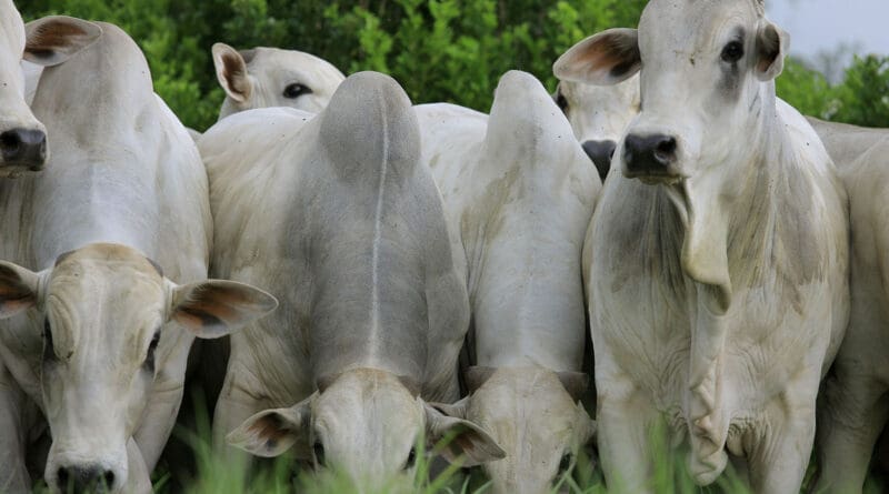 Um grupo de bois e vacas da raça Nelore, com pelagem branca e cupim pronunciado, em close.